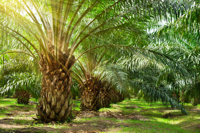 Palm Oil Company